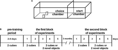 A New Paradigm for Training Hyperactive Dopamine Transporter Knockout Rats: Influence of Novel Stimuli on Object Recognition